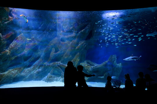 Silhouette enfant devant un aquarium g&eacute;ant et des requins.