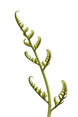 fern isolated on white