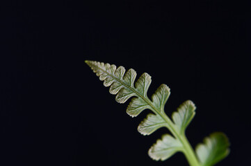 fern leaf on black