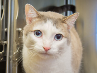 portrait of a cat