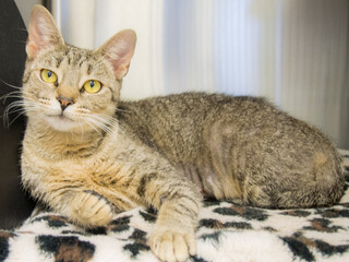 portrait of a shelter cat