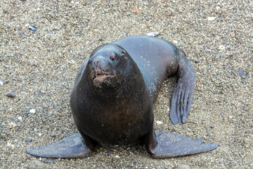 Lobo marino (Otaria flavescens) sur de Chile
