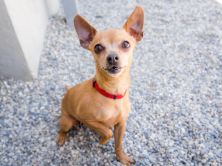 portrait of a little brown dog 