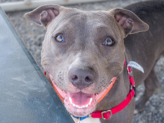 portrait of a grey dog