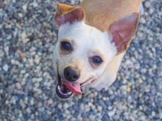 portrait of a chihuahua dog