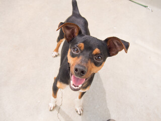 portrait of a brown and black chihuahua dog