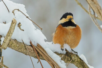Varied Tit (Sittiparus varius) perched on a snow-covered branch, Honshu, Japan.