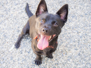 portrait of a small black dog dog