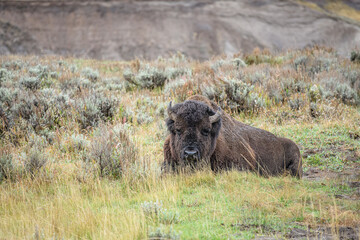 American Bison in Yellowstone National Park during autumn in Wyoming, USA