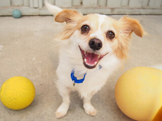 fluffy chihuahua dog with ball