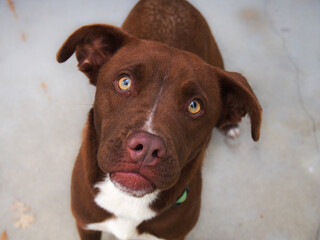 portrait of a brown dog