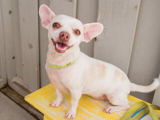 white chihuahua dog smiling