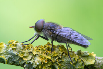 Gemeine Viehbremse - Tabanus bromius