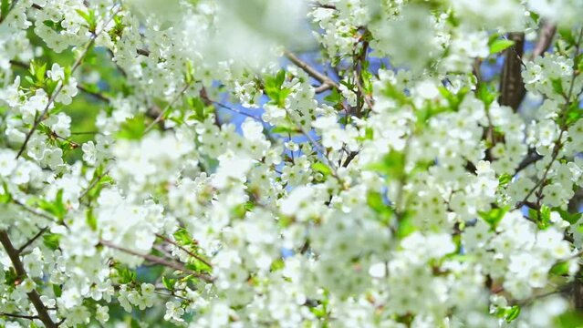 Spring background of white cherry tree blossom. Slow motion