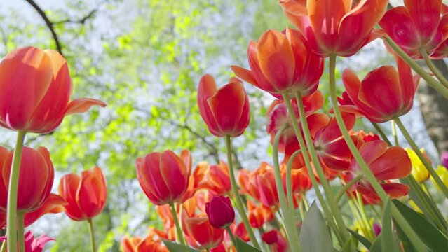 Tulip flowers blooming in the city park. A vibrant spring and summer tulip. Warm, sunny and happy nature movie