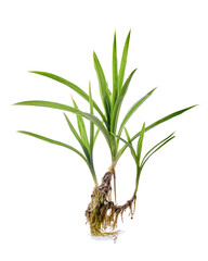 pandan tree on white background 