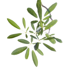 Tabebuia leaves in white background