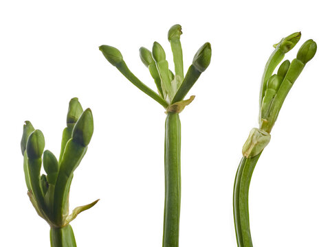 Genjer (Limocharis flava) or yellow velvetleaf, or sawah lettuce on white background
