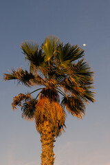 Palma podczas zachodu słońca, Wyspy Kanaryjskie, Fuerteventura, La Oliva