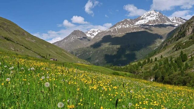 Alpine meadow with wildflowers dandelion and buttercups near the village Vent in the Ötztal valley in Tyrol Austria during a beautiful springtime day in the Alps.