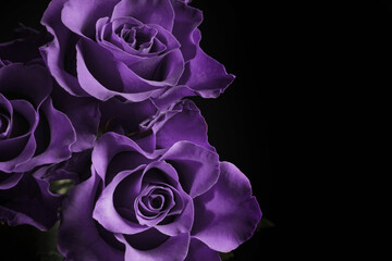 Violet flowers on black background, closeup. Funeral attributes