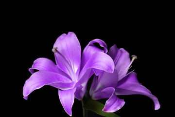 Violet lily flowers on black background, closeup. Funeral attributes