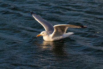 seagull over the sea