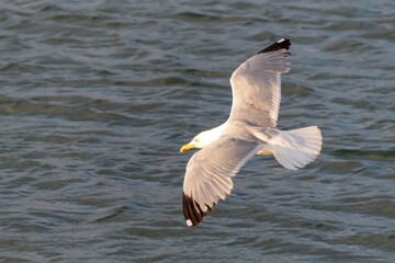 seagull over the sea