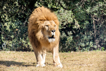 lion, de face, en gros plan
