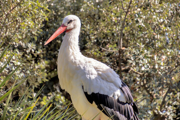 cigogne, en gros plan, dans un parc animalier