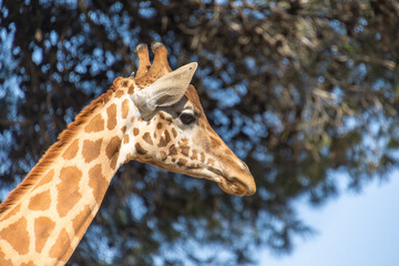 Obraz premium gros plan sur la tête d'une girafe 