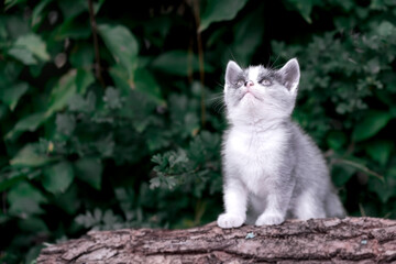 White and Gray Kitten Looking Upwards on Tree Stump