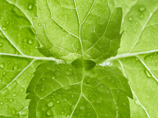 green mint leaf macro