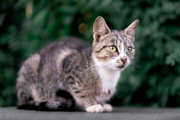 Alert Tabby Cat Crouching on Concrete