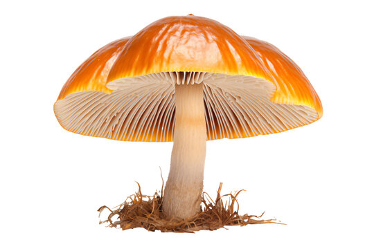 a mushroom with a large cap