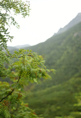 Foggy mountain landscape with fir forest