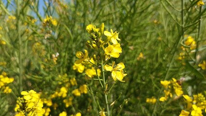 yellow flowers in the grass mustard flowers