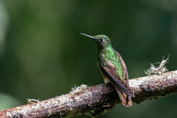 Buff-Tailed Coronet Hummingbird perched on a log against a green background