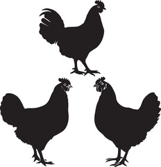 Hens and rooster silhouette on white background