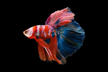 Multi-colored fighting fish swims alone against a black background.