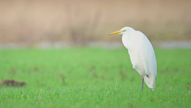 Great egret (Ardea alba) also known as the common egret or large egret or (in the Old World) great white heron in a field.
