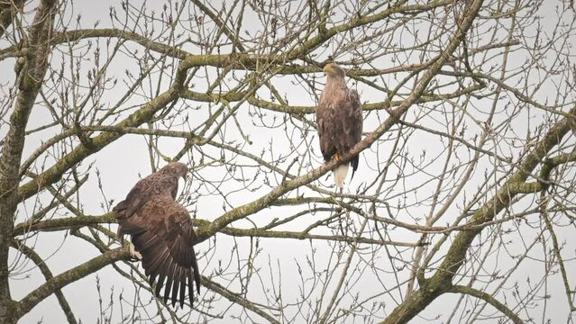 White-tailed eagle or Sea Eagle pair sitting high up in a tree during a winter day.