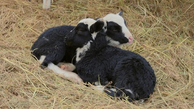 Two young lambs ley close to each other on a hay and rest on a cloudy spring day. Young lambs Romanov breed rest on a hay. 