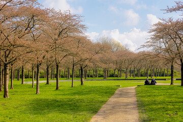 Spring landscape, Cherry trees with green grass in Bloesempark (Kersenbloesempark ) White pink Cherry blossom flower under blue sky, Sakura about to blooming, Amsterdamse Bos, Amstelveen, Netherlands.