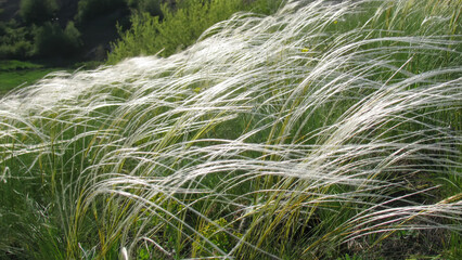 Feather grass in the wind natural background