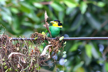 Long-tailed Broadbill