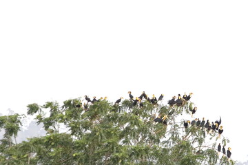 Plain-pouched Hornbill standing on tree.