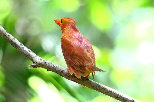 Ruddy Kingfisher
