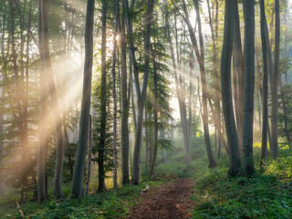 Footpath through Natural Beech Forest with Sunbeams through Morning Fog