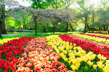bright spring lawn with rows of blooming flowers